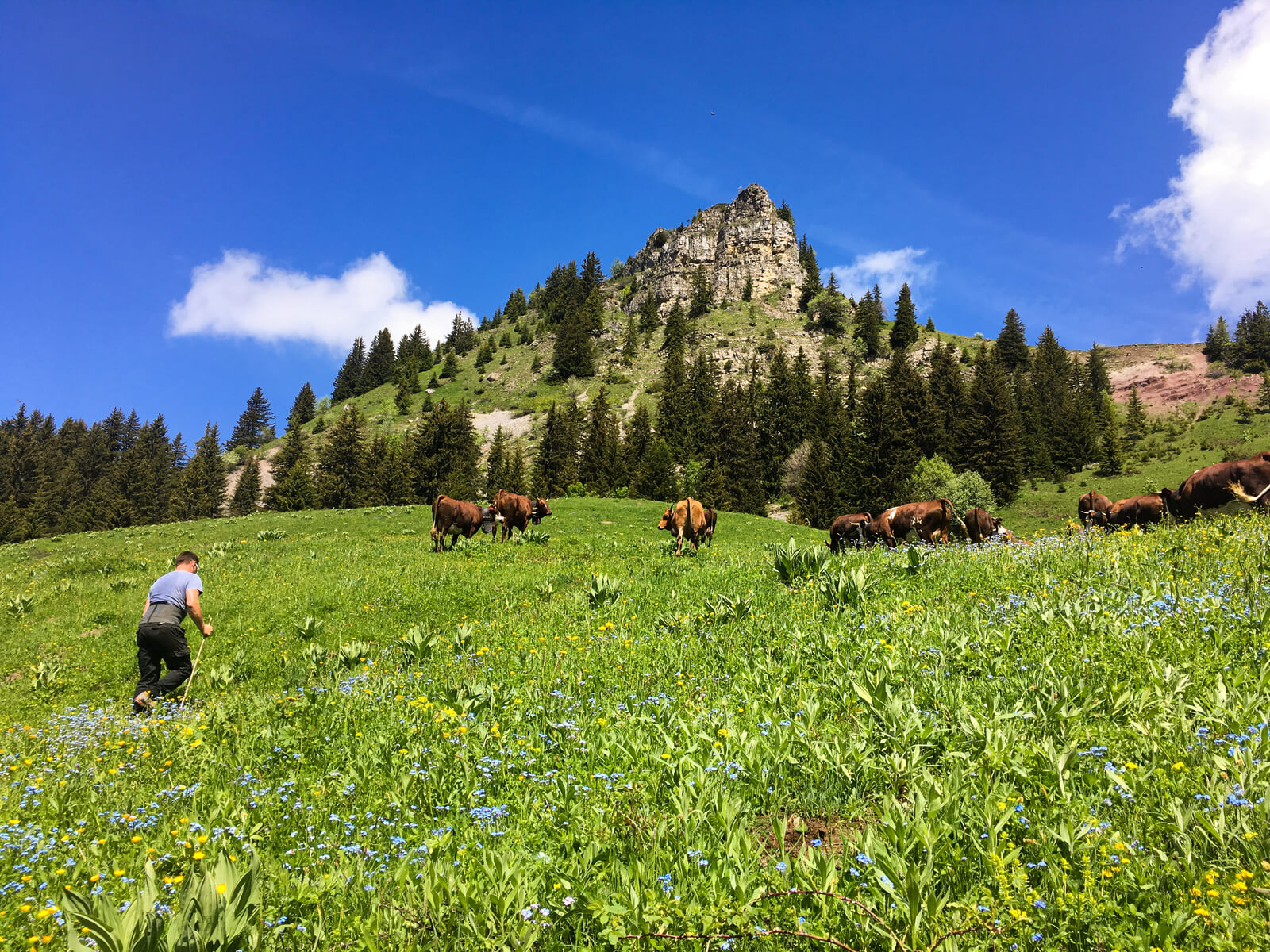 montée en alpage, emmontagnage, vaches dans les alpagesdans le massif des Aravis