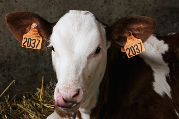 Visites de ferme en hiver