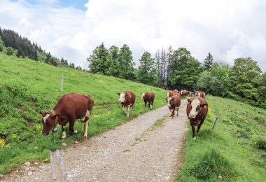 Montée en alpage à l’alpage école de Grande Montagne à Sulens