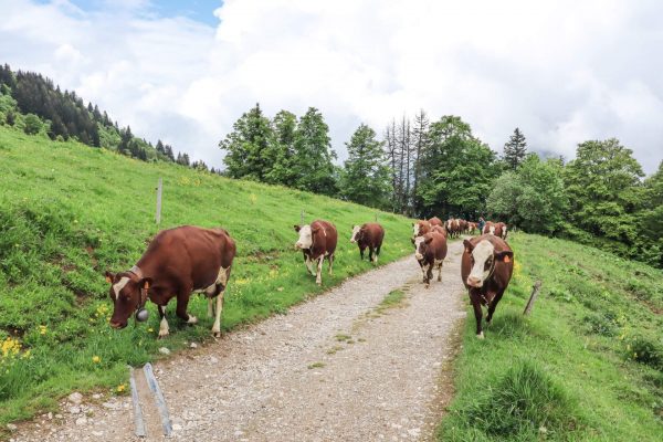 Montée en alpage à l’alpage école de Grande Montagne à Sulens