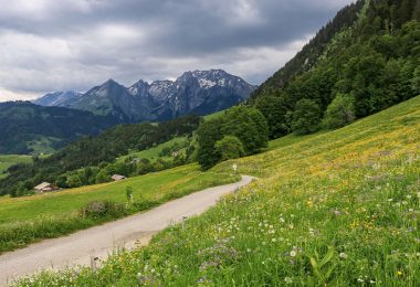 Partez à la découverte des fleurs de montagne…