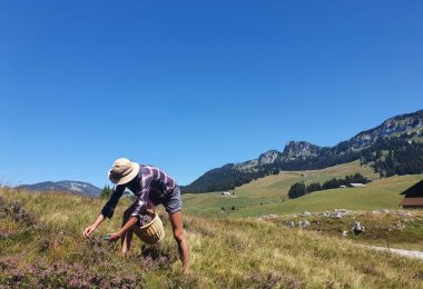 Cimes & Racines : de la cueillette au bien-être !