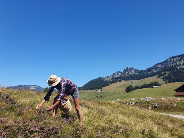 Cimes & Racines : de la cueillette au bien-être !