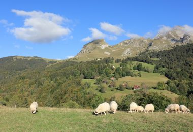 La brebis Thônes et Marthod