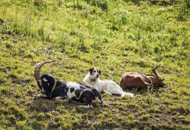 Chiens de protection, les bons réflexes à adopter