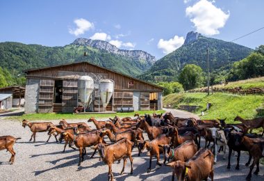 Nous avons testé la visite guidée de la Chèvrerie d&rsquo;Alex