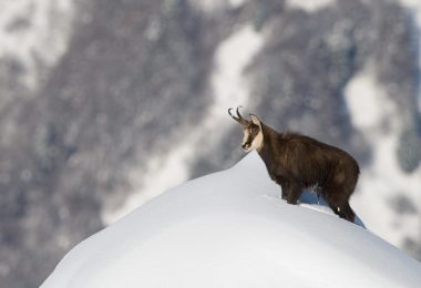 Montagne en hiver : partageons l’espace avec les animaux sauvages