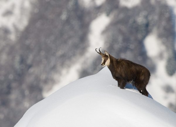 Montagne en hiver : partageons l’espace avec les animaux sauvages