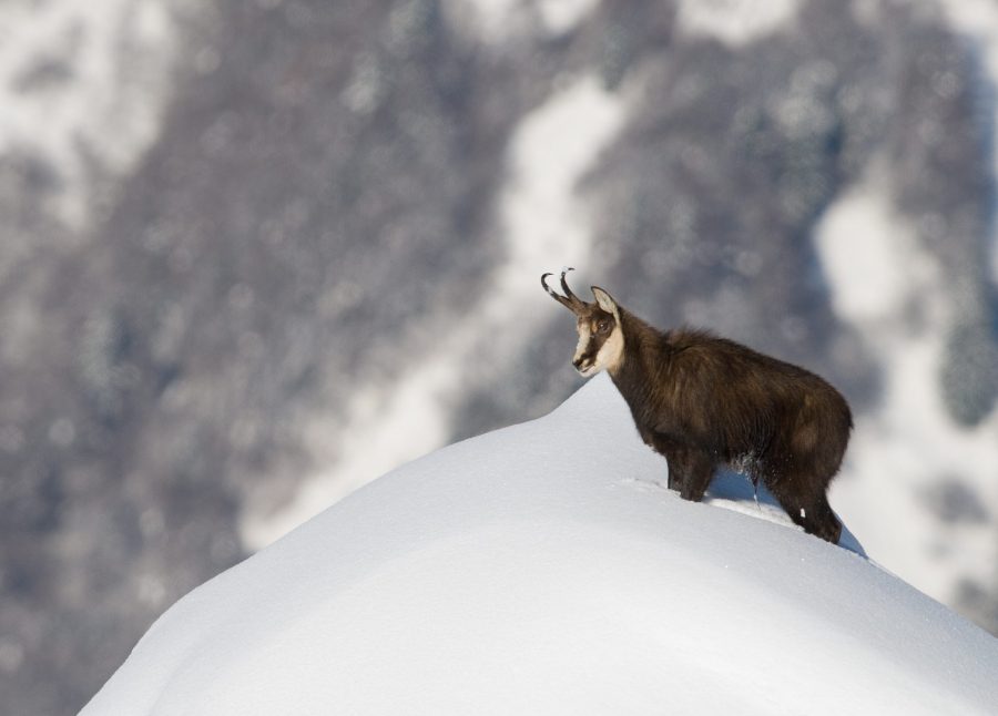 Montagne en hiver : partageons l’espace avec les animaux sauvages