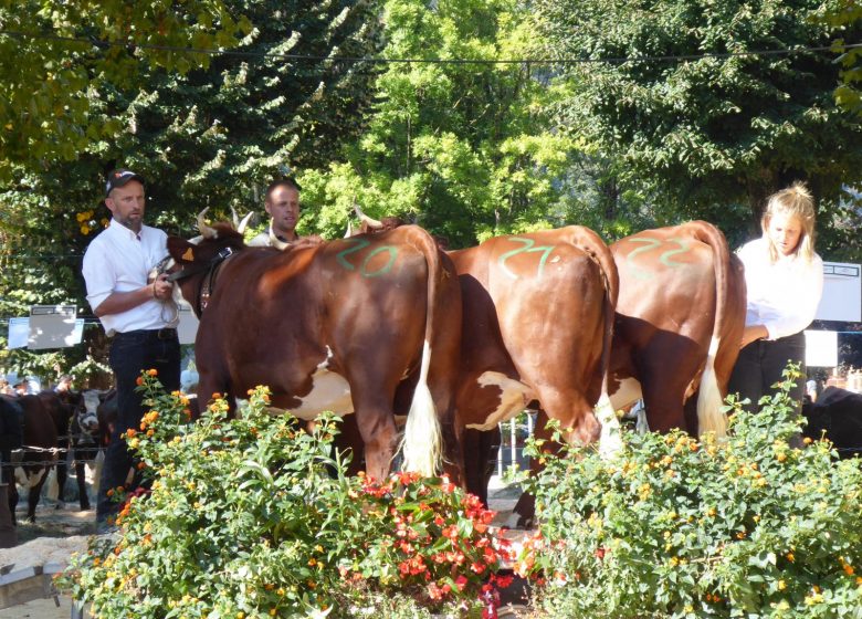 Vaches