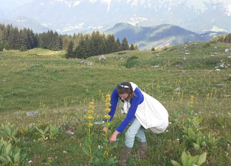 Récolte de plantes sauvages en plein air dans les forêts et pâturages au-dessus d’Alex et dans le massif des Aravis