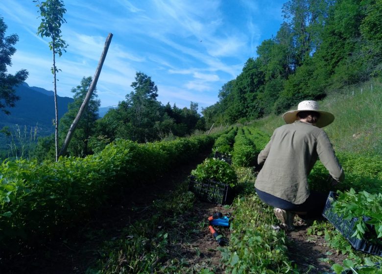 Visite du jardin avec plantes médicinales et aromatiques à Alex en Haute-Savoie, à côté de Thônes