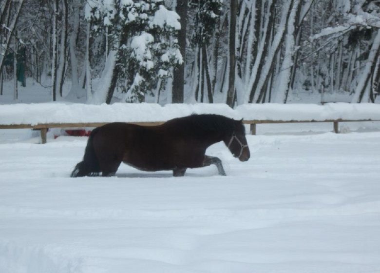 Chevaux Hiver