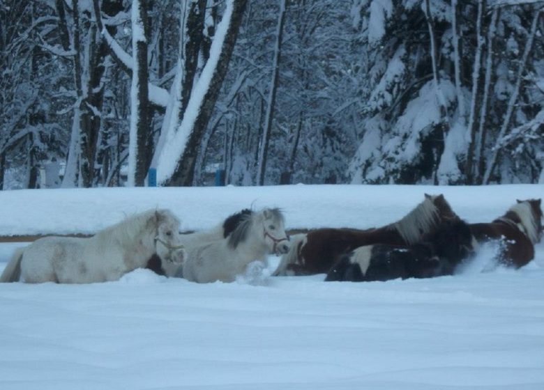 Chevaux Hiver