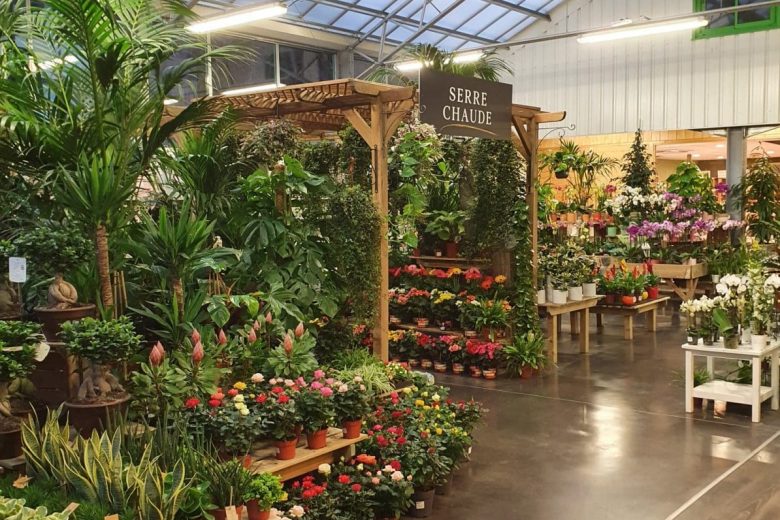 Zone plantes vertes
