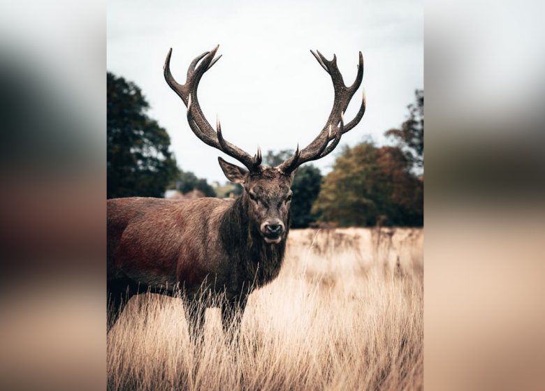 Cerf