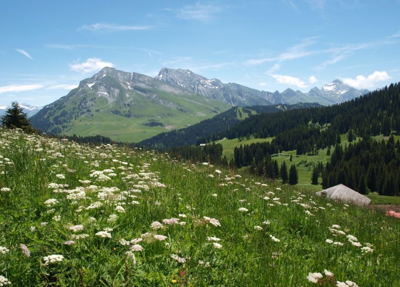 Plateau de Beauregard