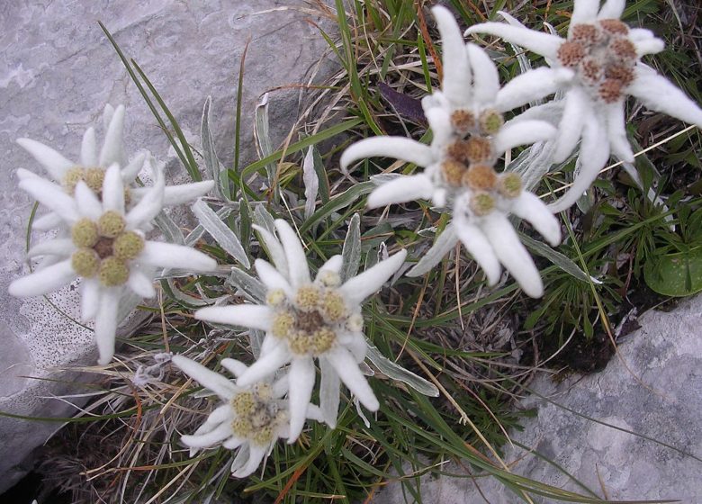 Edelweiss