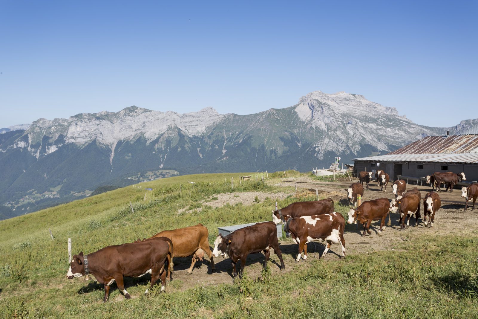 Visite de ferme du GAEC le Vent des Cimes – Haute-Savoie