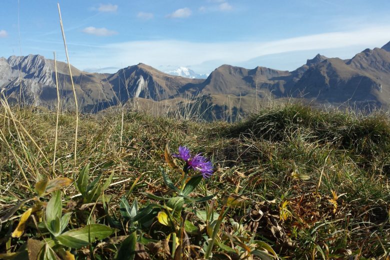 Sortie guidée Natura 2000 « le Praz du Feu »_Serraval