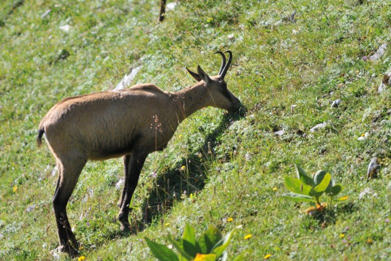 Chamois