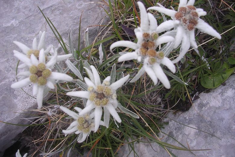 Edelweiss