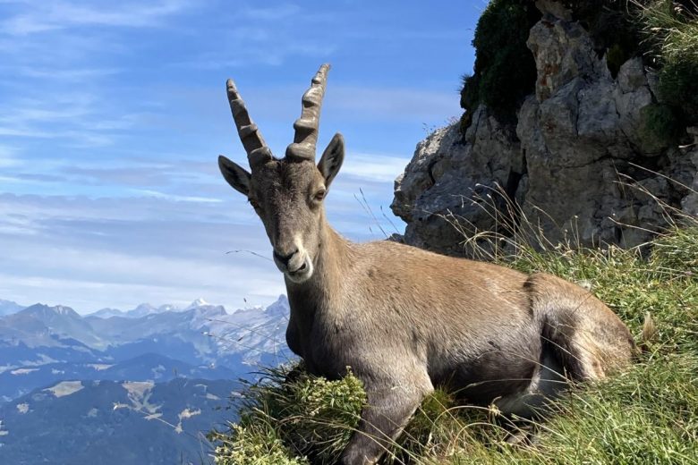 Bouquetin Tournette.JPG