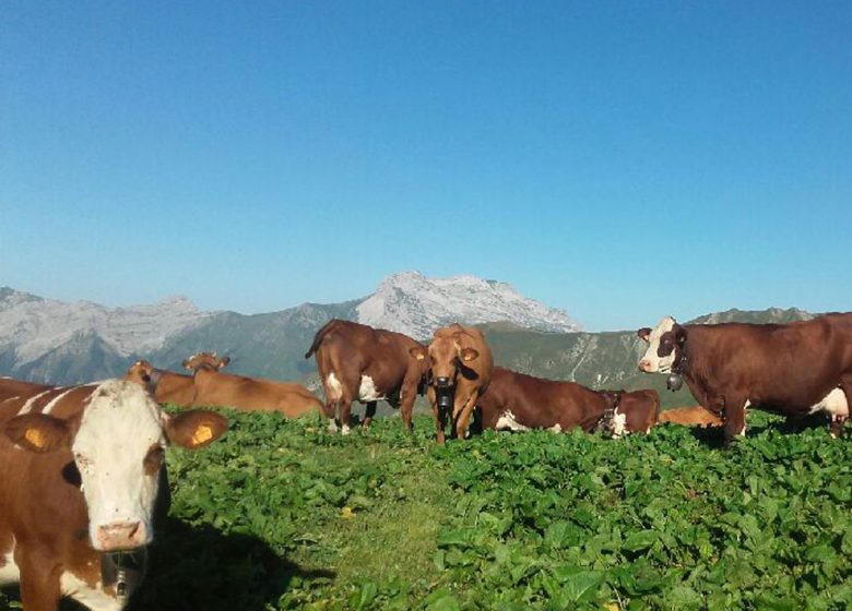 Le Bouchet Mont Charvin alpage du Freu