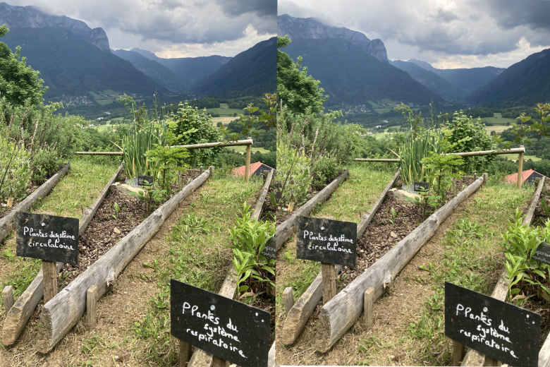 Fête de la nature : Incroyables comestibles : quelles plantes mettre dans mon assiette »_Alex