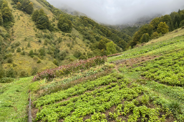 Fête de la nature : les plantes et leurs usages cosmétiques_Serraval