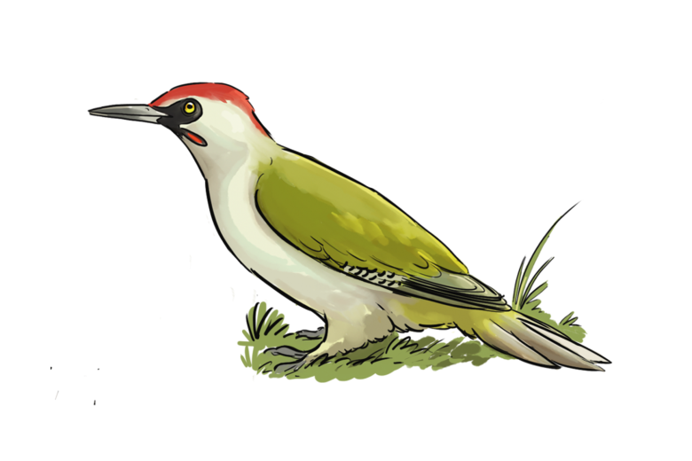 Fête de la nature : a »Oiseaux de notre quotidien : qui êtes-vous ? »_Les Villards-sur-Thônes