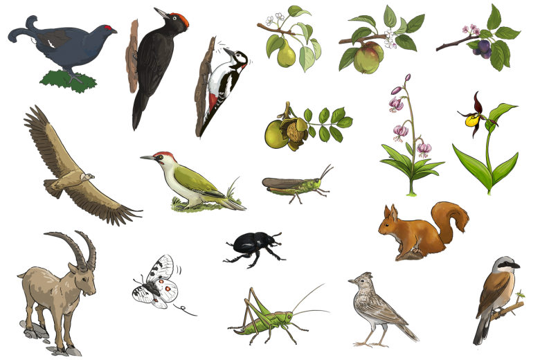 Fête de la nature : exposition « Les richesses des espaces naturels des vallées de Thônes »_Thônes