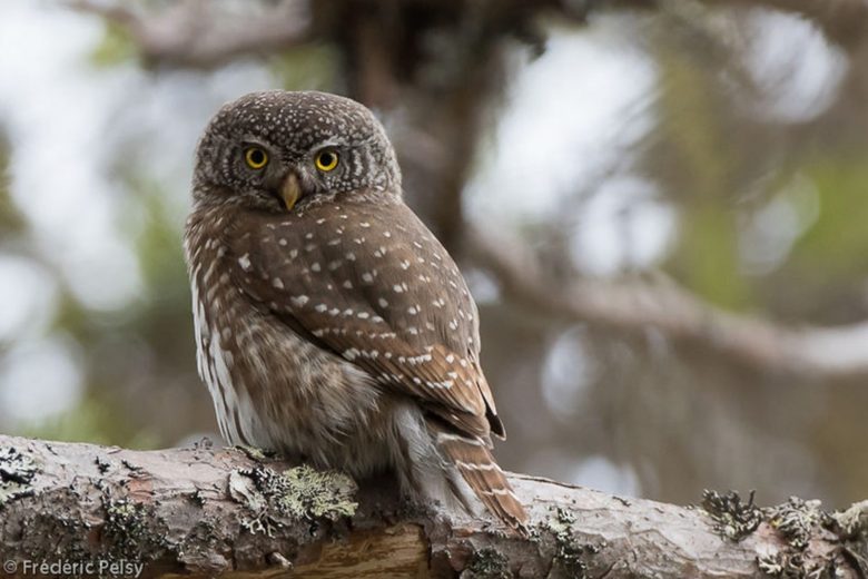 Nocturne : Chouette soirée dans les bois_Thônes