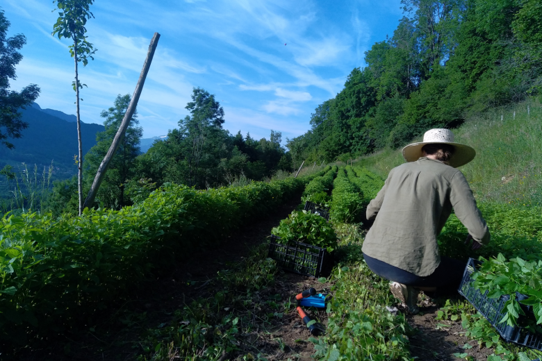Découverte des plantes comestibles et médicinales_Alex