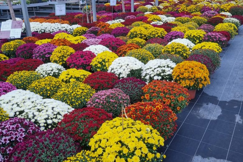 CHRYSANTHEME