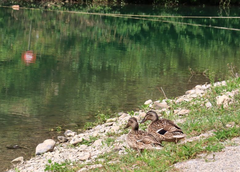 Lac de Thuy – Thônes – Pêche