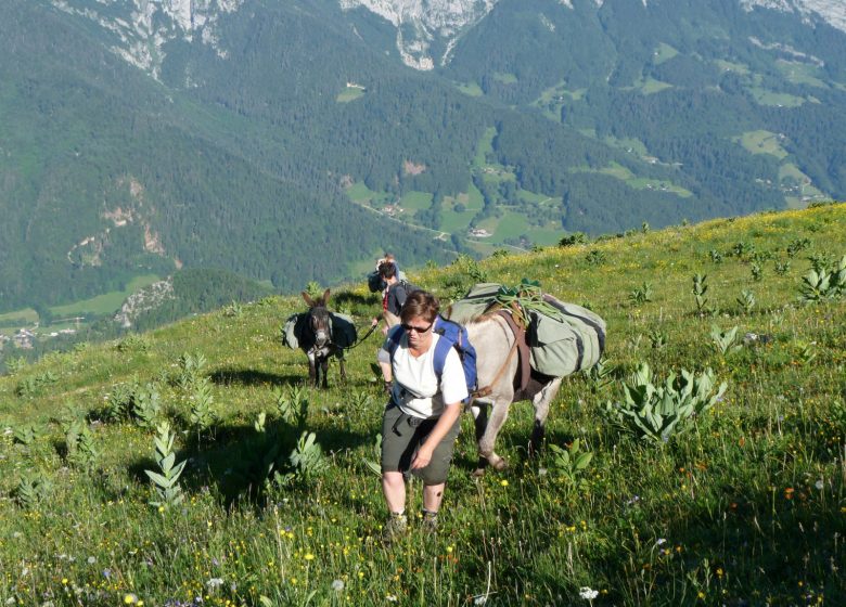 Randonnée avec les ânes à Serraval et dans le massif des Aravis